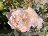 Generous Gardener, The Generous Gardener, The