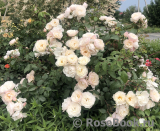 Generous Gardener, The Generous Gardener, The