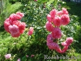 Rosarium Uetersen Rosarium Uetersen