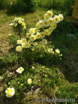 Harison’s Yellow Harison’s Yellow