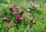 Rosier Eveque Rosier Eveque