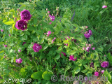 Rosier Eveque Rosier Eveque