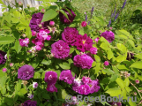 Rosier Eveque Rosier Eveque