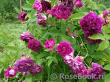 Rosier Eveque Rosier Eveque