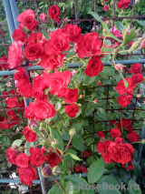 Scarlet Meillandecor Scarlet Meillandecor