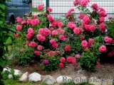 Rosarium Uetersen Rosarium Uetersen