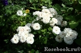 Aspirin Rose Aspirin Rose