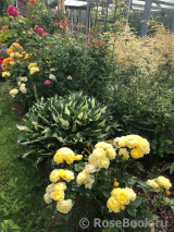 Golden Border Golden Border