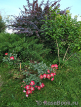 Cherry Meillandecor Cherry Meillandecor