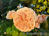 Crown Princess Margareta® Crown Princess Margareta®