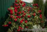 Florentina - Florentina -