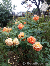 Lady of Shalott Lady of Shalott