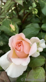 Roseto Carla Fineschi Roseto Carla Fineschi
