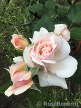 Chandos Beauty Chandos Beauty