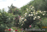Crocus Rose® Crocus Rose®