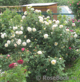 Crocus Rose® Crocus Rose®