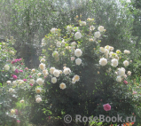 Crocus Rose® Crocus Rose®