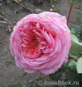 Abraham Darby Abraham Darby