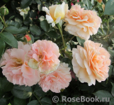Sangerhauser Jubilaumsrose Sangerhauser Jubilaumsrose