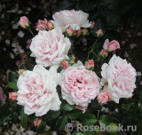 Home & Garden Home & Garden