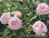 Frederic Mistral® Frederic Mistral®