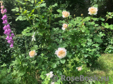 Crocus Rose® Crocus Rose®