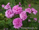 Ispahan Ispahan