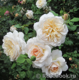 Crocus Rose® Crocus Rose®