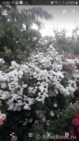 Guirlande Rose Guirlande Rose