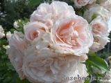 Miss Dior Miss Dior