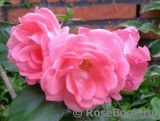 Rosali 83 ® Rosali 83 ®