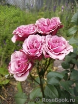 Amalia Amalia