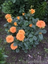 Goldelse Goldelse