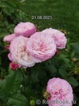 Constance Constance