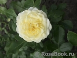 Vanilla Bonica Vanilla Bonica