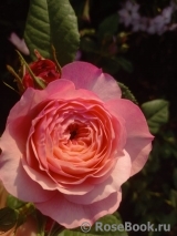Constance Constance