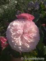 Constance Constance