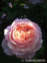 Constance Constance