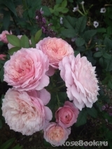 Constance Constance