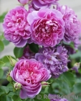 Princess Anne Princess Anne