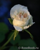 White O'Hara