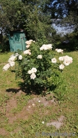 Rokoko Rokoko