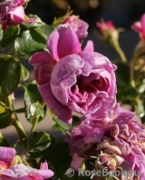 Princess Anne Princess Anne