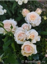 Chandos Beauty Chandos Beauty