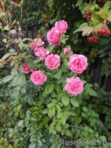 La Rose de Molinard ® La Rose de Molinard ®