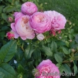 Constance Constance
