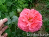 Rosarium Uetersen Rosarium Uetersen