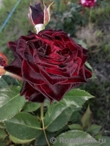 Black Baccara Black Baccara