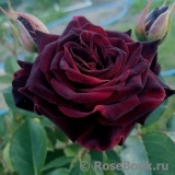 Black Baccara Black Baccara