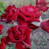 Lovely Red Lovely Red
